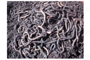 Vând rame negre în zona Arad