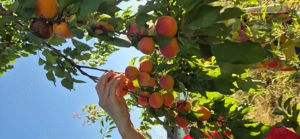 Teren 1000 mp, Oituz (Constanța) - imagine 7