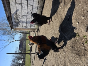 Vand diferite rase de cocoși  - imagine 5