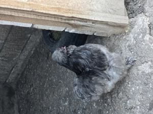 Vand diferite rase de cocoși  - imagine 7