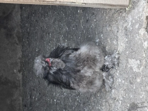 Vand diferite rase de cocoși  - imagine 9