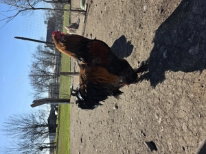 Vand diferite rase de cocoși  - imagine 3