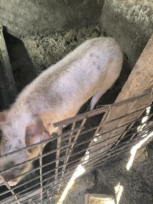 Porc necastrat  - imagine 2