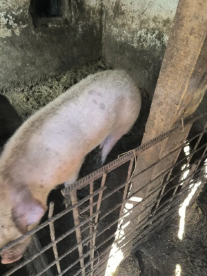 Porc necastrat  - imagine 4