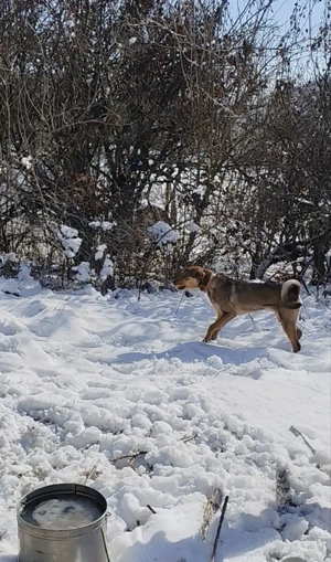 Copoi mix laika siberian  - imagine 5