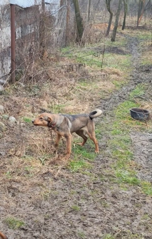 Copoi mix laika siberian 