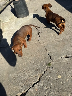 disponibili catelusi Tekel  - imagine 5