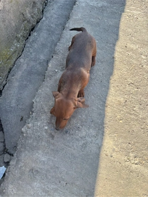 disponibili catelusi Tekel  - imagine 2