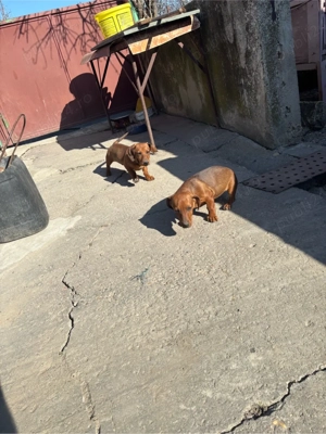 disponibili catelusi Tekel  - imagine 3