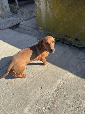 disponibili catelusi Tekel  - imagine 4