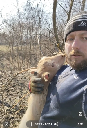 Capre de vânzare  - imagine 2