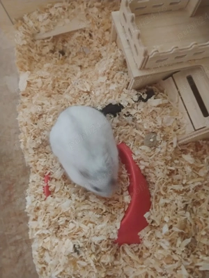 Donez hamsteri  - imagine 2