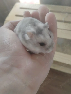 Donez hamsteri 