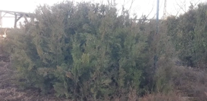 Tuia pentru gard viu