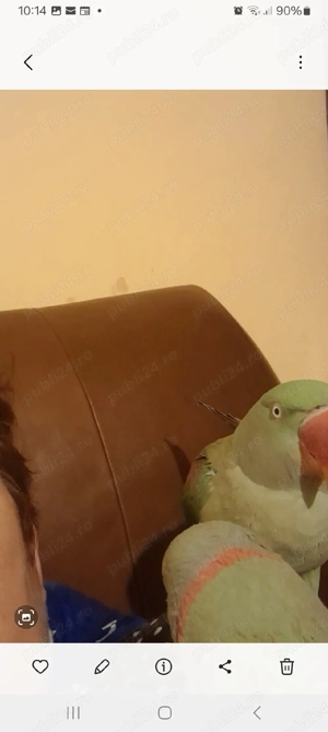 Marele si micul alexandru - imagine 2