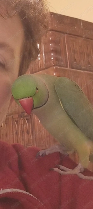 Marele si micul alexandru - imagine 3