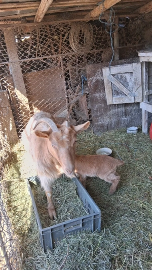 vand capra cu ied prima fatare