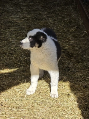 Asia centrala 3 luni  - imagine 3