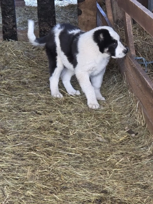 Asia centrala 3 luni  - imagine 4