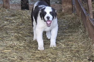 Asia centrala 3 luni 