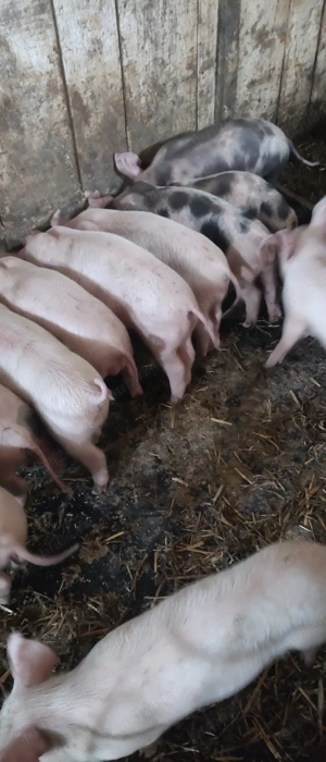 vand purcei rasă de carne 