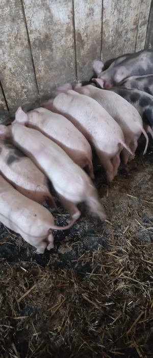 vand purcei rasă de carne  - imagine 2