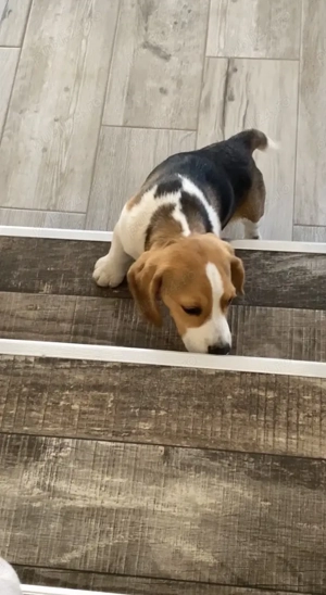 Cățelușa Beagle original  - imagine 4