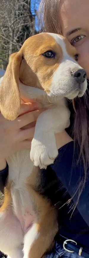 Cățelușa Beagle original  - imagine 2