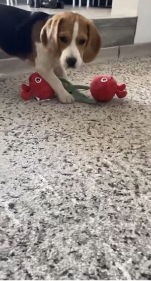 Cățelușa Beagle original  - imagine 5