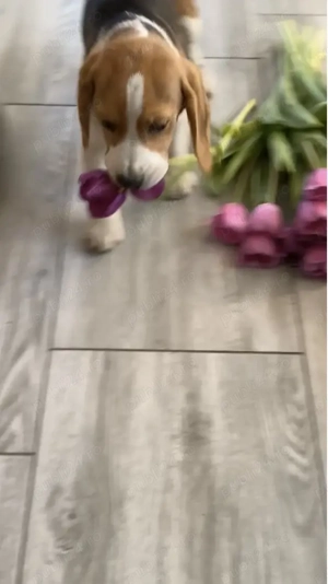 Cățelușa Beagle original  - imagine 3