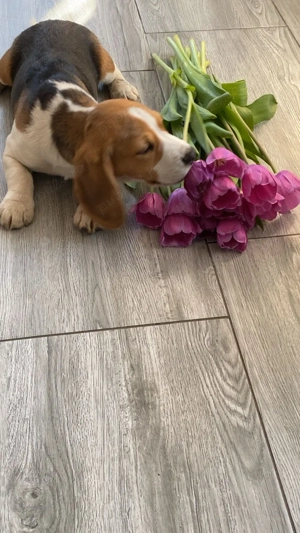 Cățelușa Beagle original 