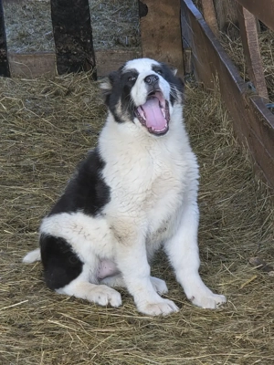  asia centrala rasa pura  3 luni