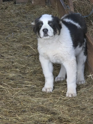  asia centrala rasa pura  3 luni - imagine 2