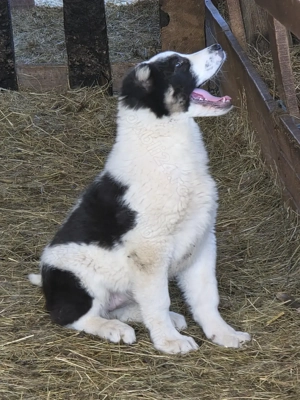  asia centrala rasa pura  3 luni - imagine 3