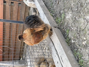 Cocos matase japoneza - imagine 3