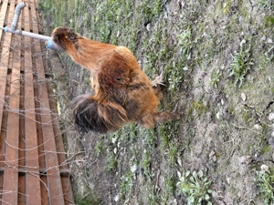 Cocos matase japoneza - imagine 2