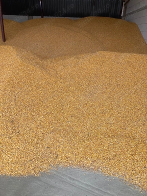 Vând Porumb  Boabe 