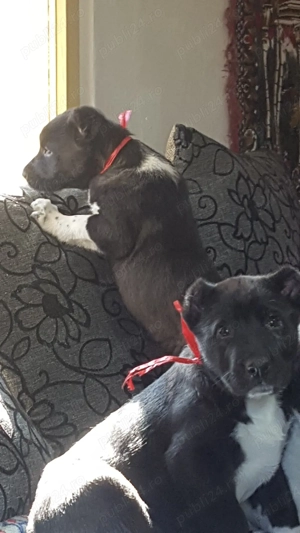 Catei Ciobanesc de Asia Centrala,catel