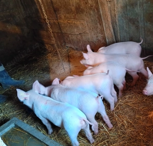 Purcei 7 săptămâni  - imagine 3