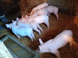 Purcei 7 săptămâni  - imagine 2