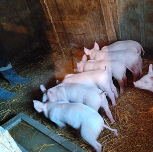 Purcei 7 săptămâni 