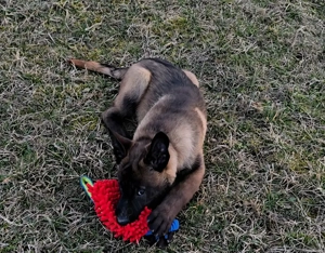 Ciobănesc belgian malinois mascul  - imagine 4