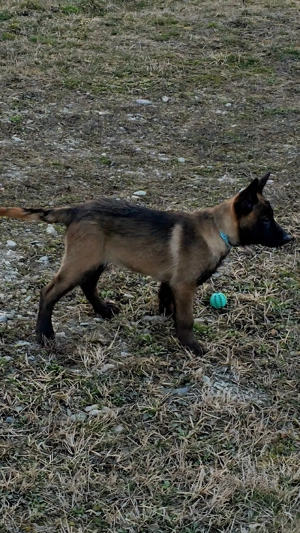 Ciobănesc belgian malinois mascul  - imagine 5