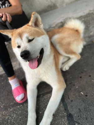 Se donează Akita Inu vârsta 2 ani urgent !!! - imagine 4