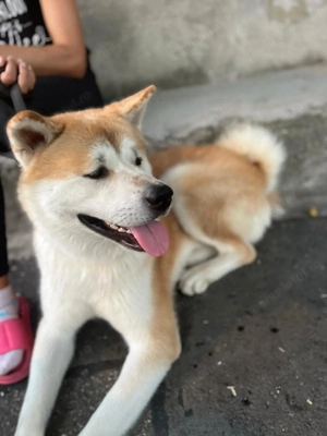 Se donează Akita Inu vârsta 2 ani urgent !!! - imagine 5