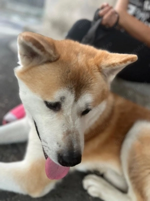 Se donează Akita Inu vârsta 2 ani urgent !!! - imagine 3