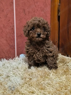 Vand pudel mascul 3 luni RED - imagine 2