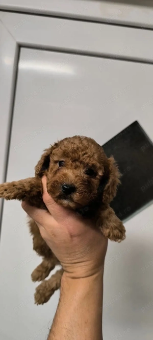 Pudel Caniche RED!!! - imagine 2
