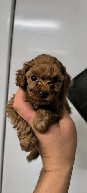 Pudel Caniche RED!!! - imagine 3