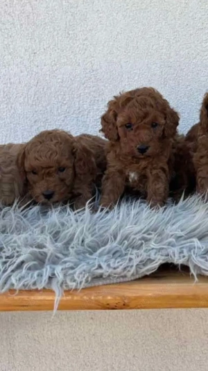 Pudel Caniche RED!!!